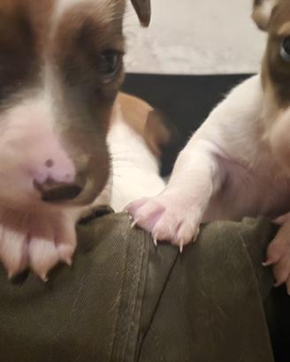 CUCCIOLI JACK RUSSEL