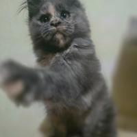 Cucciola di maine coon