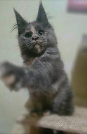 Cucciola di maine coon