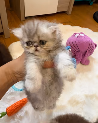 Cuccioli di gattini persiani