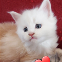Cucciolo Maine coon con pedigree