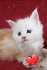 Cucciolo Maine coon con pedigree