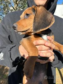 Cucciola femmina segugio