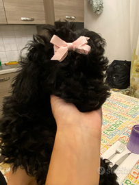 Barboncini toy e mini toy