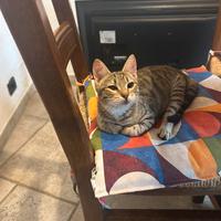 Adozione mici 4 e 6 mesi