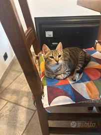 Adozione mici 4 e 6 mesi