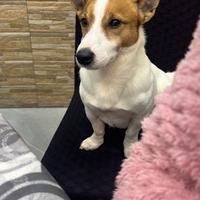 Jack russell maschio per accoppiarsi