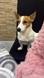 Jack russell maschio per accoppiarsi