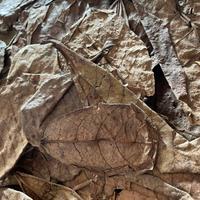 Foglie di catappa per acquario