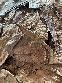 Foglie di catappa per acquario