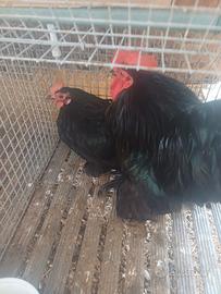 Cocincina gallina