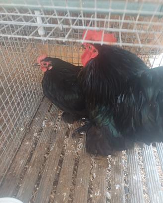 Cocincina gallina