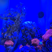 Rocce vive acquario marino