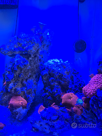 Rocce vive acquario marino