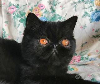 Exotic shorthair femmine