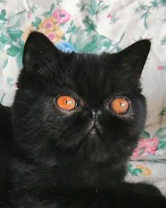 Exotic shorthair femmine
