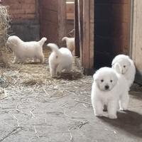 Pastore maremmano abruzzese cuccioli pedigree enci