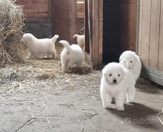 Pastore maremmano abruzzese cuccioli pedigree enci