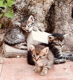 Teneri gattini ti aspettano