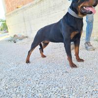 Cucciolona rottweiler femmina