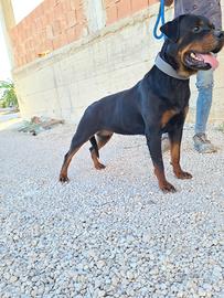Cucciolona rottweiler femmina