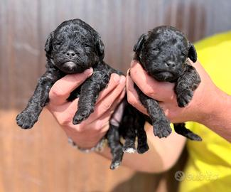 Maltipoo