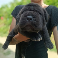 Cuccioli mastino napoletano