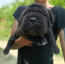 Cuccioli mastino napoletano
