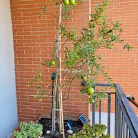 Pianta di melograno