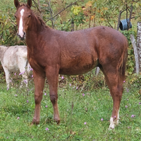 Puledro paint horse di 11 mesi