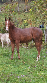 Puledro paint horse di 11 mesi