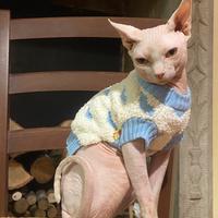 Gatto sphynx senza pedigree