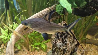 Balantiocheilos melanopterus