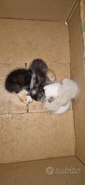 Cuccioli di gatto