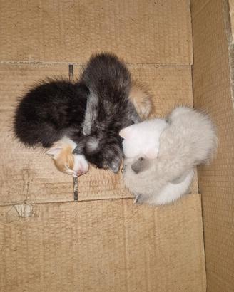 Cuccioli di gatto