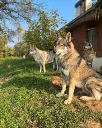 Cuccioli di cane lupo cecoslovacco