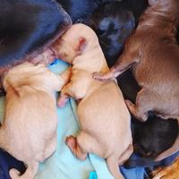 Cuccioli di pinscher
