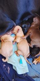 Cuccioli di pinscher
