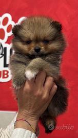 Pomerania femmina fulva