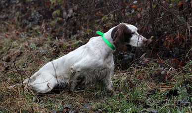 Setter Inglese pronta caccia