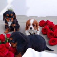 Cavalier king