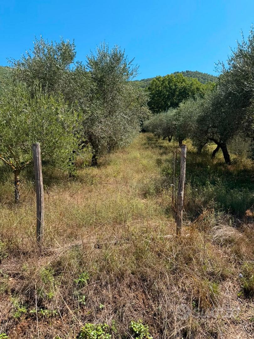 Terreno uliveto - Vista 2
