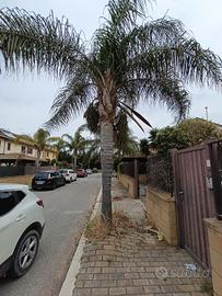 palme da giard, scamb alber ulivo secolare