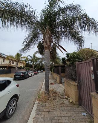 palme da giard, scamb alber ulivo secolare