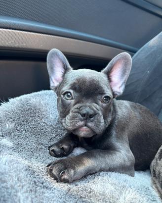 Bulldog Francese cuccioli