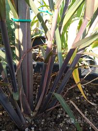 Canna da zucchero nera 