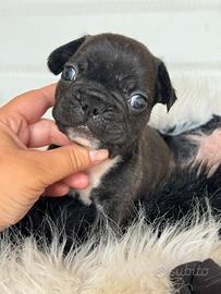 Bulldog francese