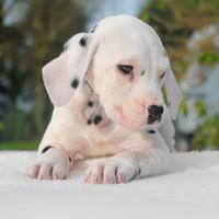Cucciolo di Dalmata
