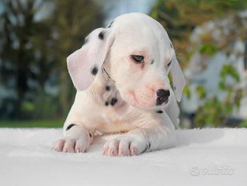 Cucciolo di Dalmata