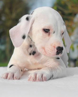 Cucciolo di Dalmata